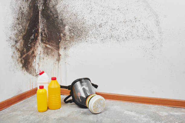Best Toxic Mold Removal  in Tripoli, IA