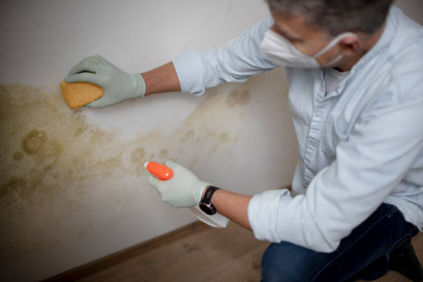 Best Crawl Space Mold Removal  in Tripoli, IA