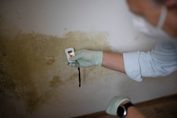 Best Residential Mold Removal  in Tripoli, IA