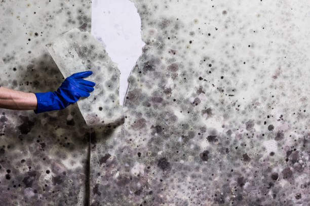 Best Black Mold Removal  in Tripoli, IA